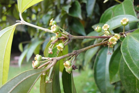 Rhodamnia cinerea — DSC00659 (10)