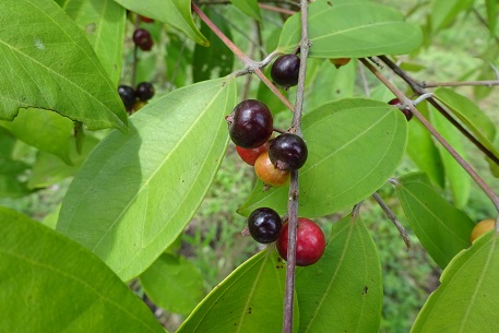 Rhodamnia cinerea — DSC01028 (14)