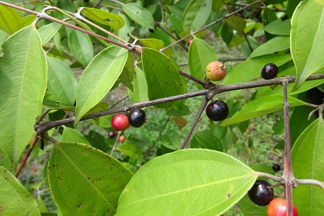 Rhodamnia cinerea — DSC01029 (14)