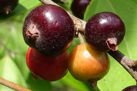 Rhodamnia cinerea — DSC01032 (14)