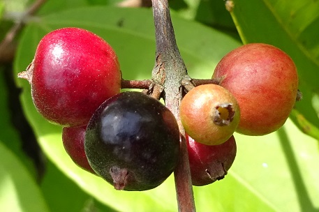 Rhodamnia cinerea — DSC01033 (14)