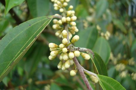 Rhodamnia cinerea — DSC02588 (09)