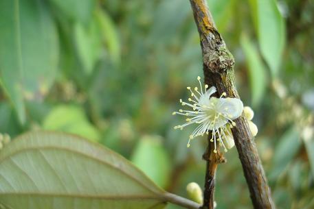 Rhodamnia cinerea — DSC02590 (09)