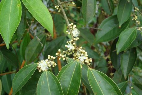 Rhodamnia cinerea — DSC02592 (09)