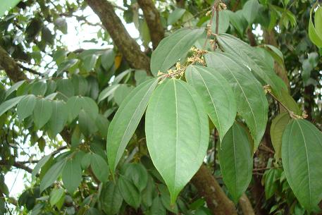 Rhodamnia cinerea — DSC08138 (10)