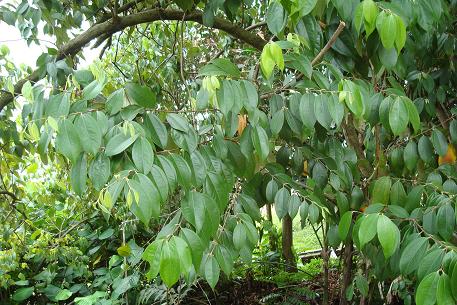 Rhodamnia cinerea — DSC08143 (10)