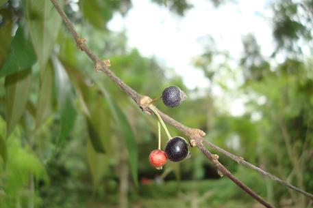 Rhodamnia cinerea — DSC08145 (10)
