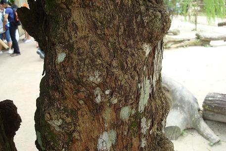 Rhodamnia cinerea — DSC08148 (10)