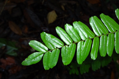 Rourea mimosoides — DSC02598 (12)