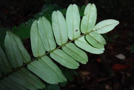 Rourea mimosoides — DSC02599 (12)