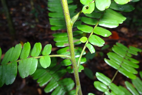 Rourea mimosoides — DSC02600 (12)