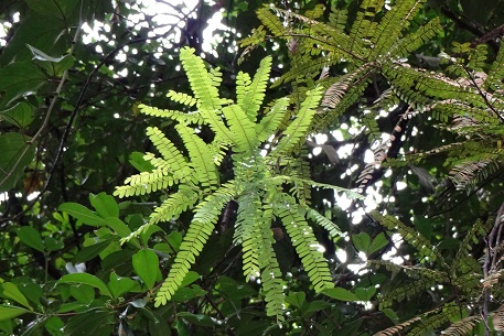 Rourea mimosoides — DSC02683 (12)
