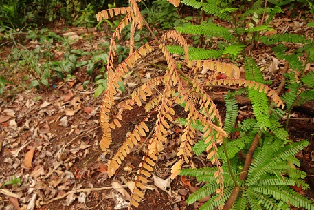 Rourea mimosoides — DSC05768 (12)