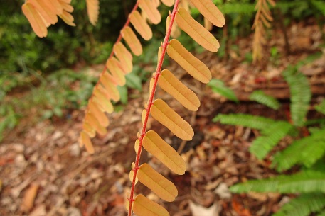 Rourea mimosoides — DSC05769 (12)