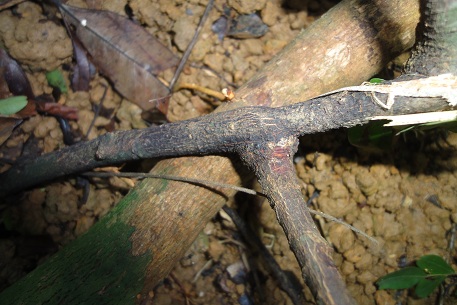 Rourea mimosoides — DSC06436 (11)