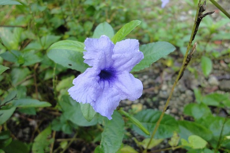 DSC03440 (11)