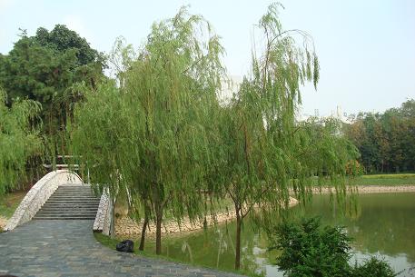 DSC09337 (09)