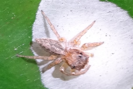 Salticidae16 — DSC01219 (14)