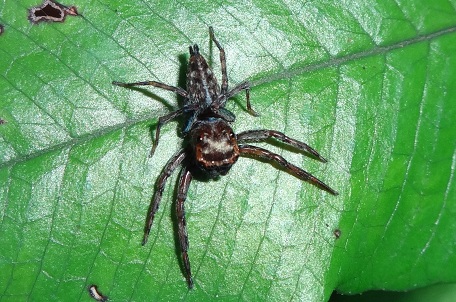 Salticidae2 — DSC00663 (12)