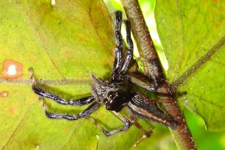 Salticidae2 — DSC05594 (13)