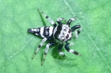 Salticidae7 — DSC09309 (15)