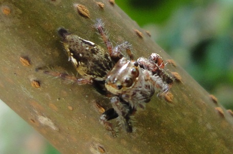 Salticidae8 — DSC07956 (11)