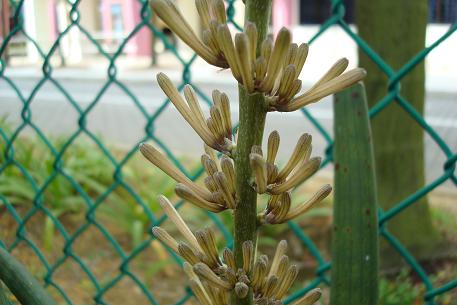 Sansevieria cylindrica — DSC01961 (08)