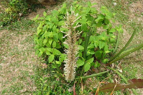 Sansevieria cylindrica — DSC06483 (15)