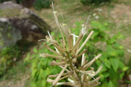 Sansevieria cylindrica — DSC06484 (15)