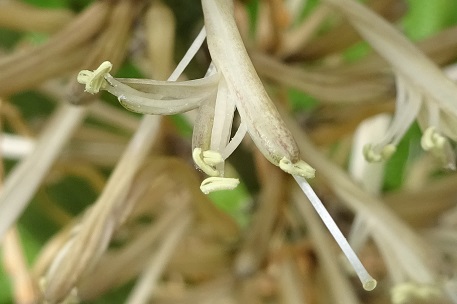 Sansevieria cylindrica — DSC06486 (15)