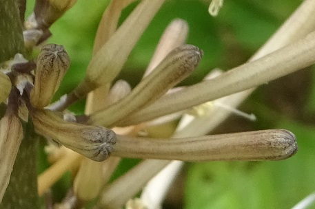 Sansevieria cylindrica — DSC06487 (15)