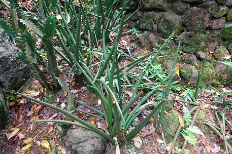 Sansevieria cylindrica — DSC07657 (15)