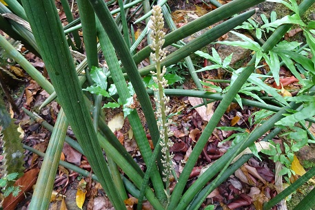 Sansevieria cylindrica — DSC07658 (15)