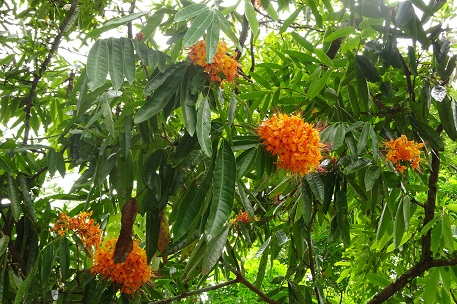 Saraca indica — DSC07646 (15)