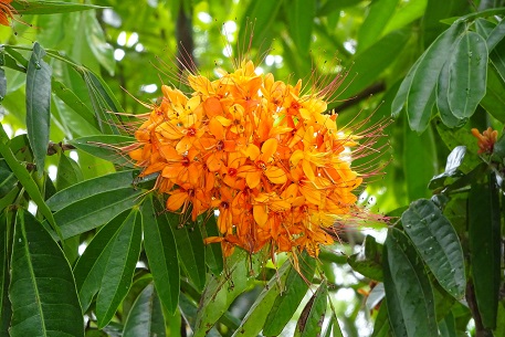 Saraca indica — DSC07648 (15)