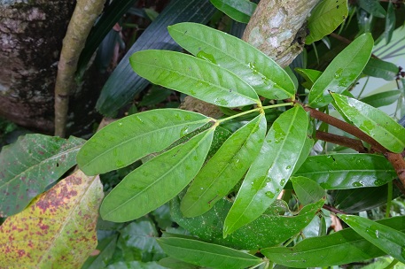 Saraca indica — DSC07651 (15)