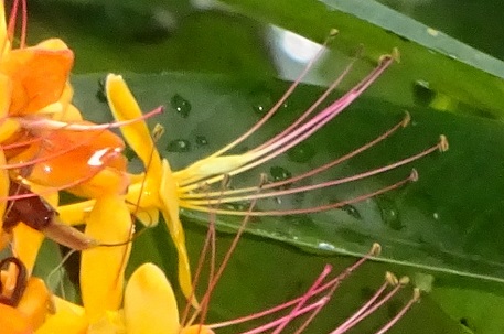 Saraca indica — DSC07652 (15)