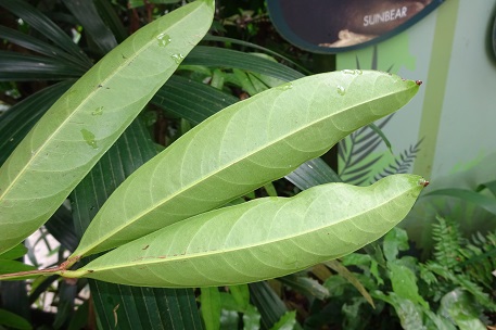 Saraca indica — DSC07655 (15)