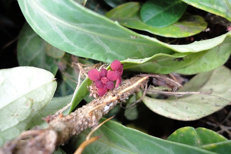 Sauropus spatulifolius — DSC04142 (11)