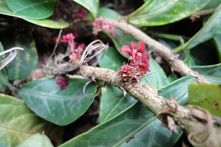 Sauropus spatulifolius — DSC04144 (11)