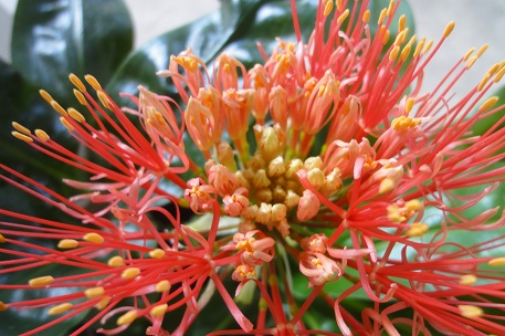 Scadoxus multiflorus — DSC08895 (12)