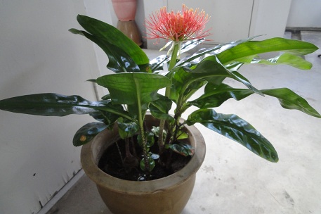 Scadoxus multiflorus — DSC08898 (12)