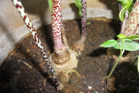 Scadoxus multiflorus — DSC08900 (12)