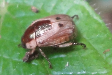 Scarab Beetle1 — DSC08477 (12)