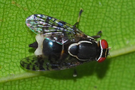 P1110277 (20)