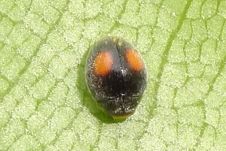 Scymnus sp — DSC02414 (13)