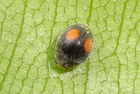 Scymnus sp — DSC02415 (13)