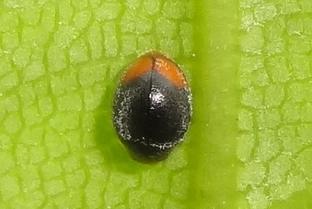 Scymnus sp — DSC02927 (13)