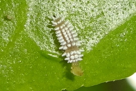 Scymnus sp — DSC06939 (15)