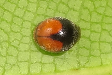 Scymnus sp — DSC08489 (13)